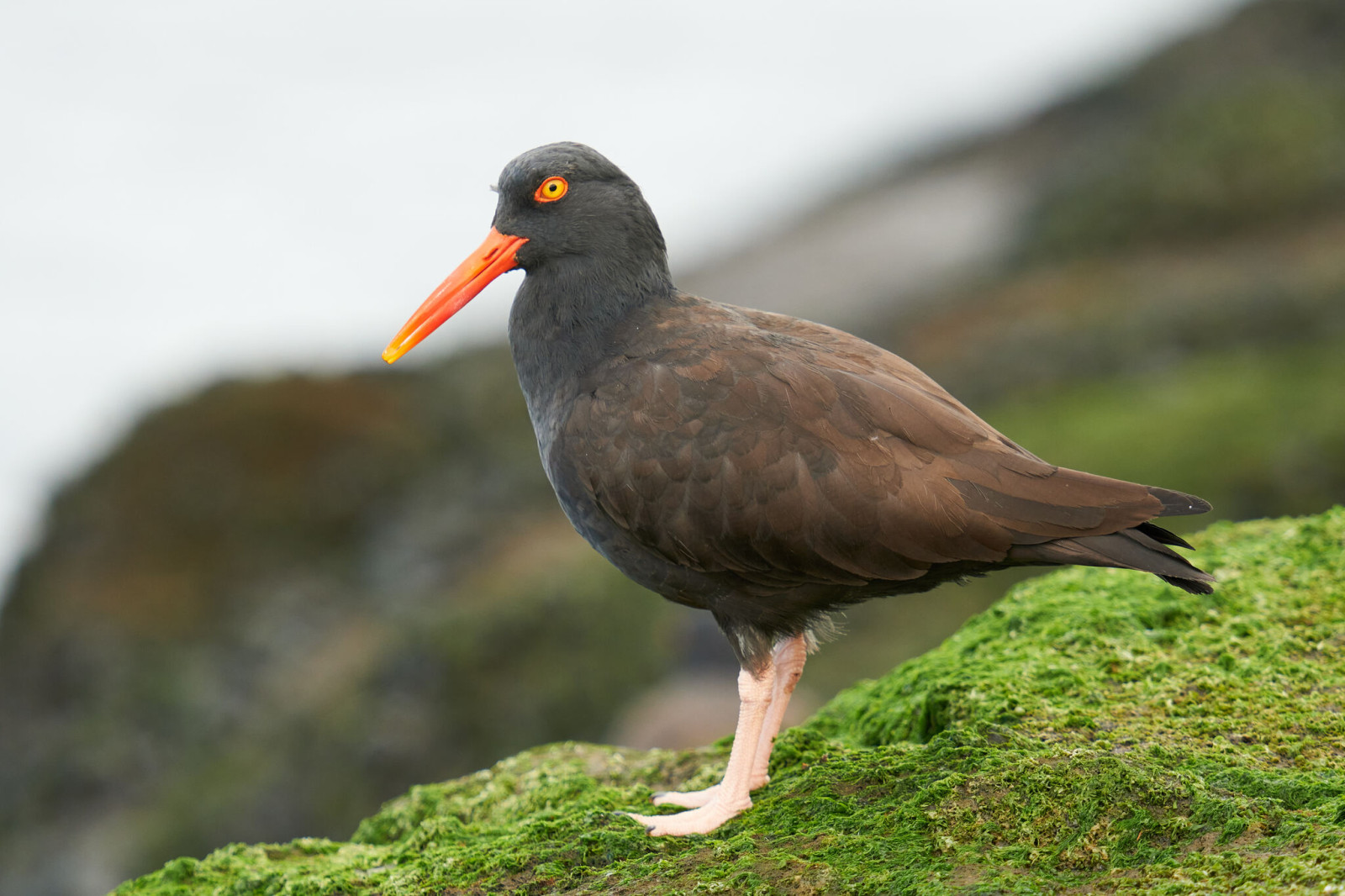 image Black Oystercatcher